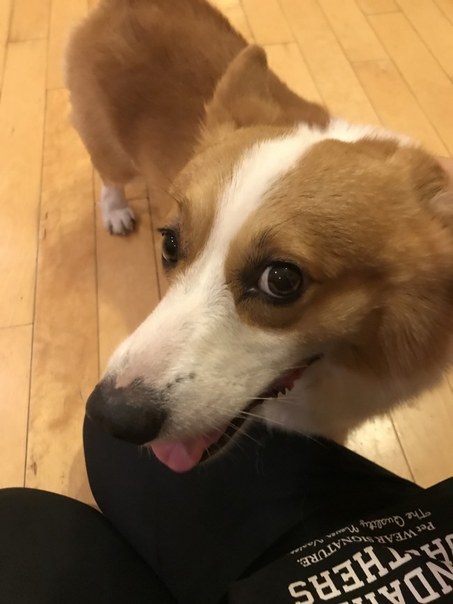 ペットシッター　箕面市　犬　コーギー　リロくん