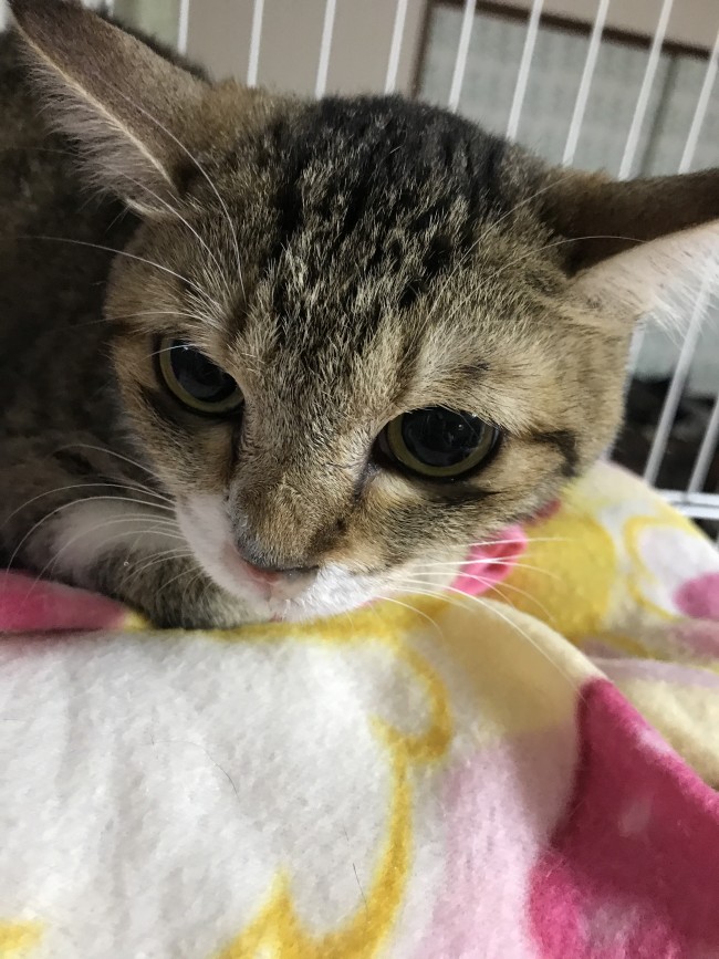 ペットホテル　猫　モカちゃん