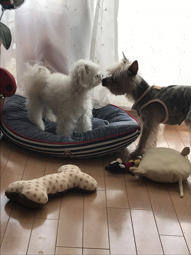 ペットシッター　茨木市　犬　キャンディくん・ルンルンくん