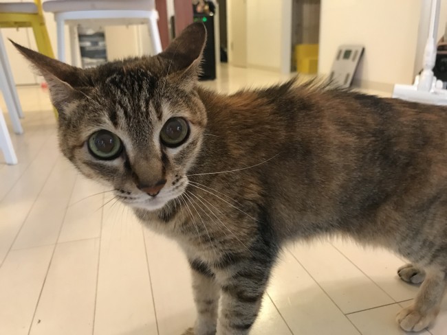 ペットシッター　池田市　猫　キジトラ　アメリちゃん