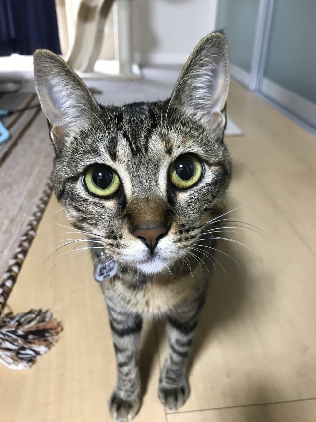 ペットシッター　箕面市　猫　キジトラ　ぐりちゃん