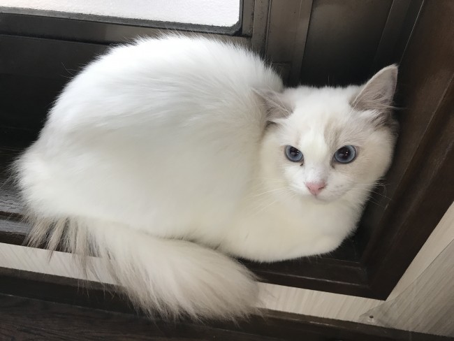 ペットホテル　猫　ラグドール　ラオンちゃん