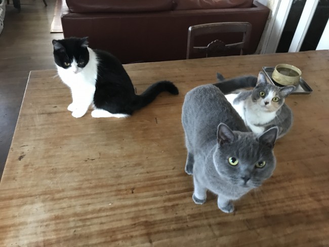 ペットシッター　箕面市　猫ちゃん