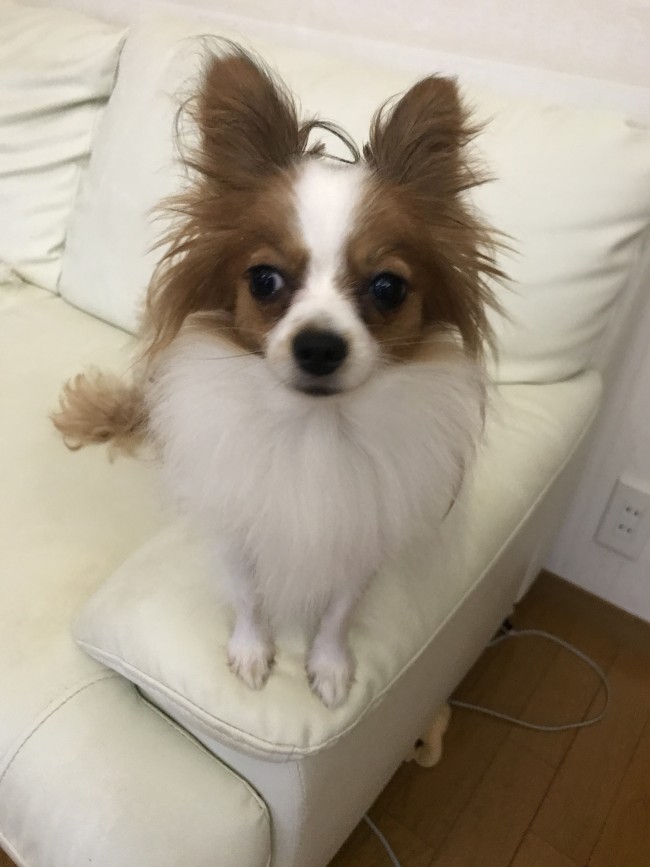 ペットシッター　箕面市　わんことにゃんこ