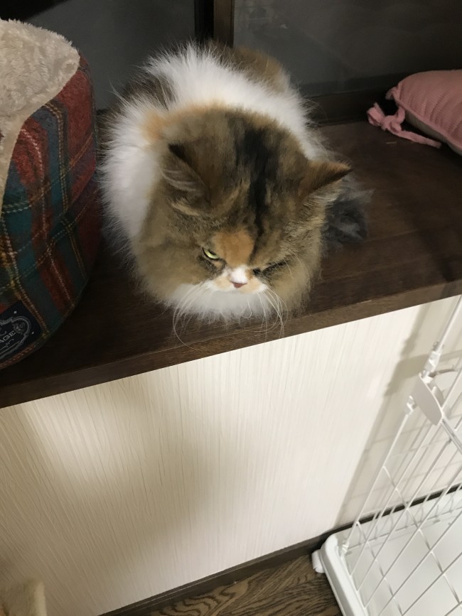 ペットホテル　猫　ペルシャ猫ペコちゃん　キジ猫リンちゃん　