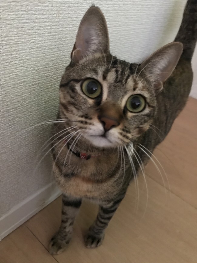 ペットシッター　箕面市　キジ猫　ぐりちゃん