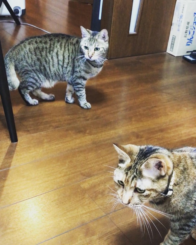 ペットシッター　豊中市　キジ猫　　ショコラちゃんとマーブルちゃん