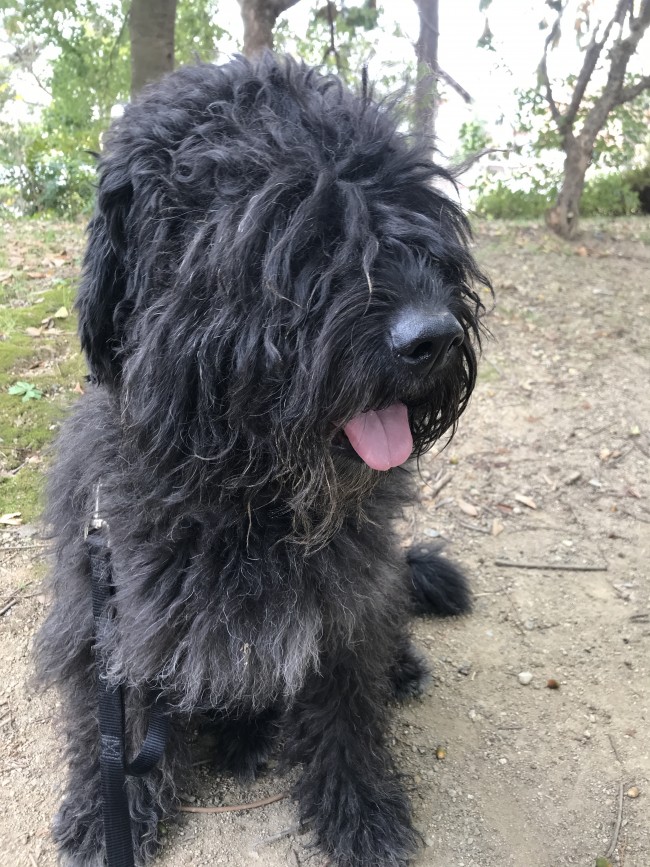 散歩代行　箕面市　犬　ブービエ　ゴーシャちゃん