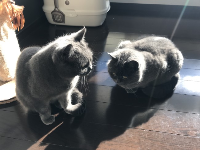 ペットシッター　箕面市　猫　ブリティッシュショートヘア　ウィーちゃん・ダフィーくん