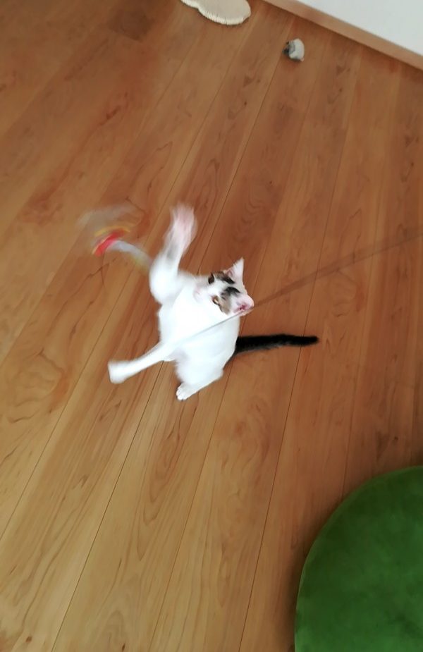 白猫シロちゃん再び　加須市で数日間のお世話２