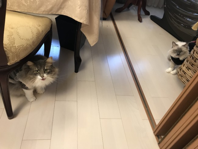 ペットシッター　吹田市　猫の茶茶ちゃんとギガちゃん