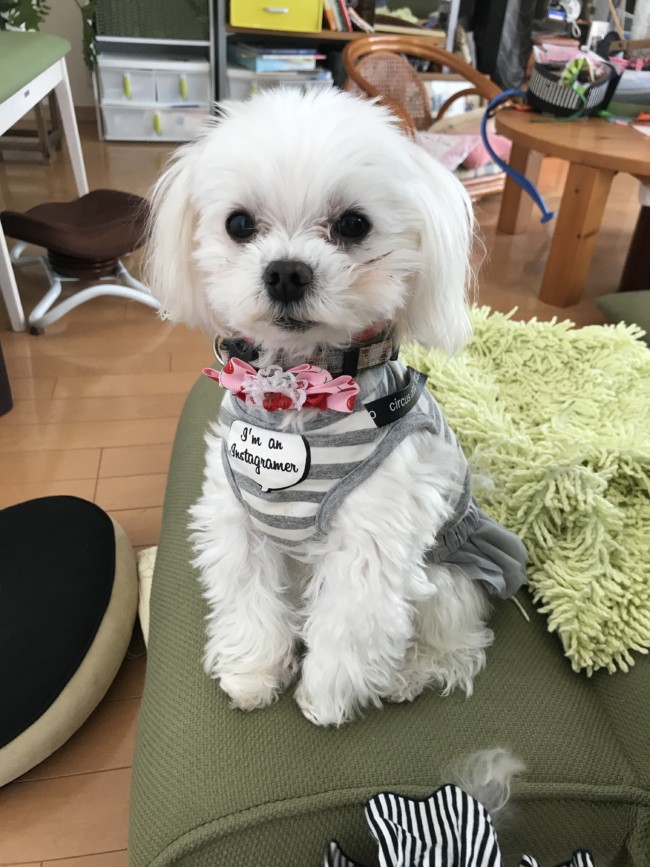 ペットシッター　茨木市　マルチーズのキャンディくんとヨークシャーテリアのルンルンくん