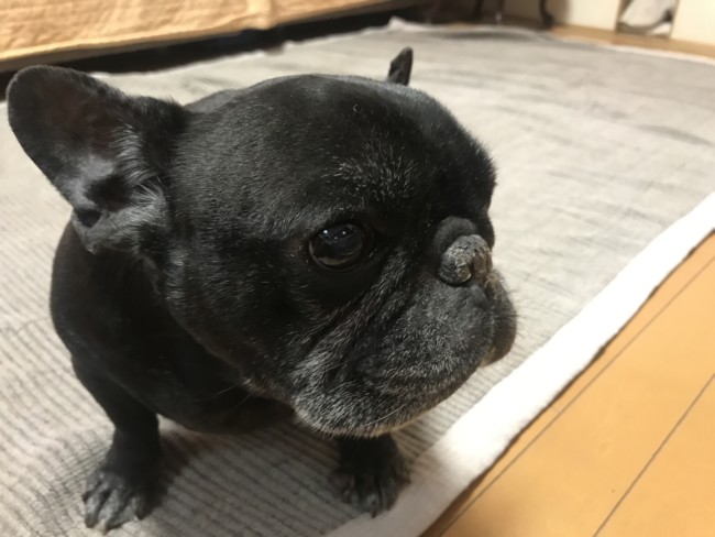 ペットシッター　箕面市　フレンチブルドッグのボンボンくん