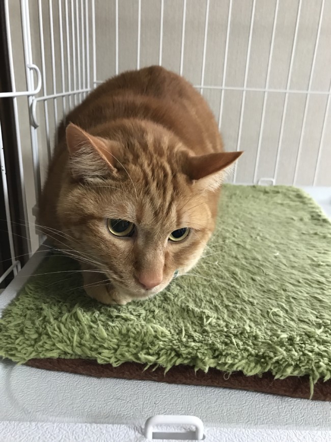 ペットホテル　猫　茶トラ　きなこくん