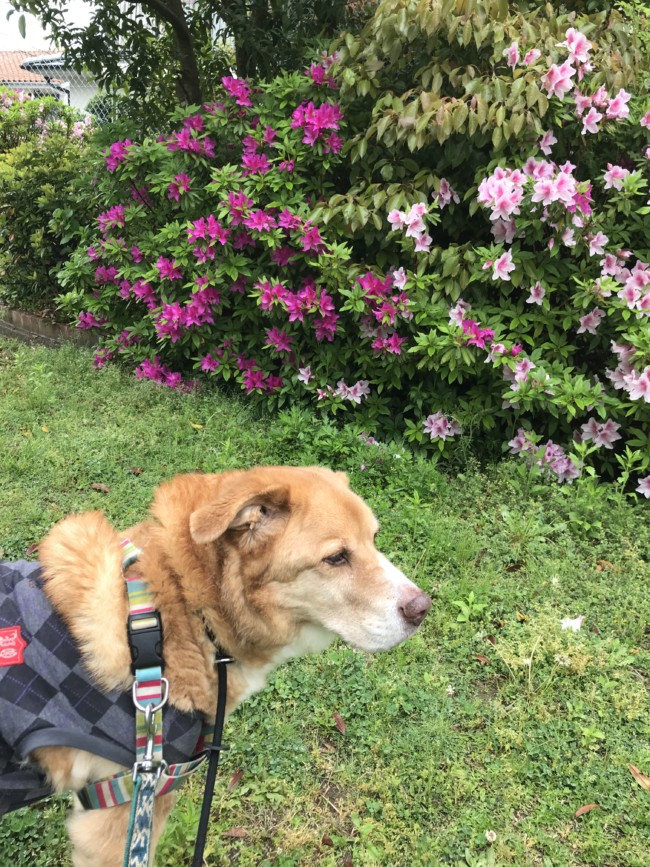 ペットシッター 箕面市 犬のリキくん 猫のひかりまるくんとまるこちゃん