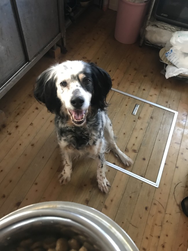 ペットシッター　箕面市　イングリッシュセッター　がんもくんとゆばちゃん