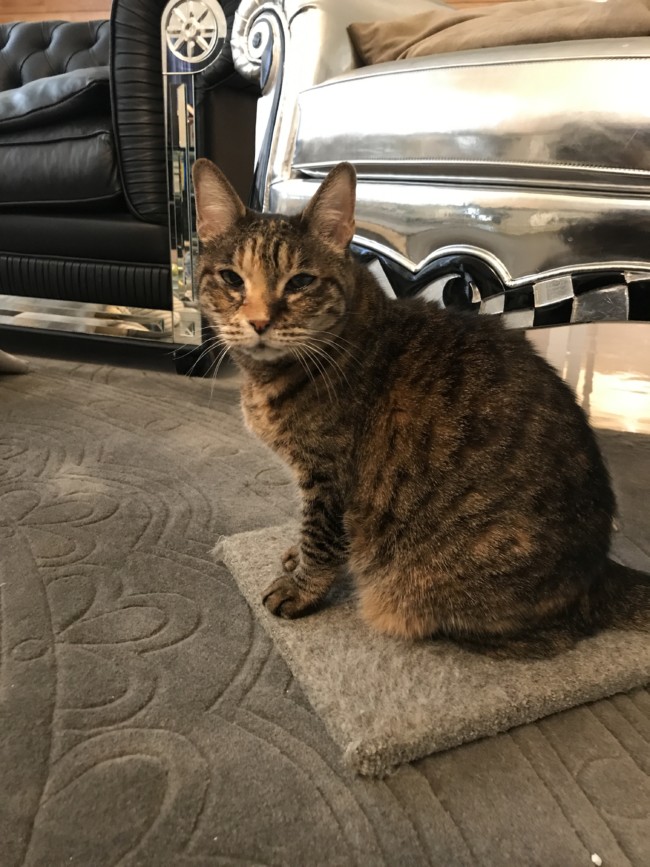 ペットシッター　豊中市　キジ猫　リリーちゃんとサビ猫　マーブルちゃん