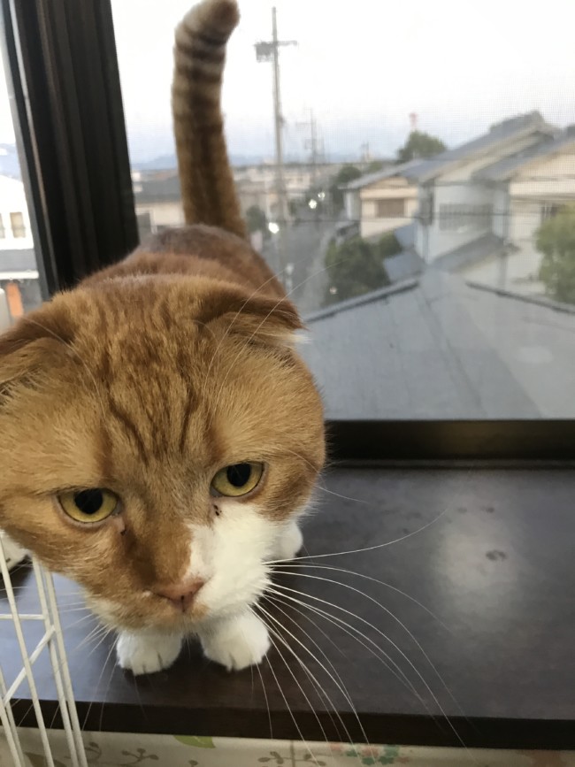 ペットホテル　猫　スコティッシュ　こまちゃん