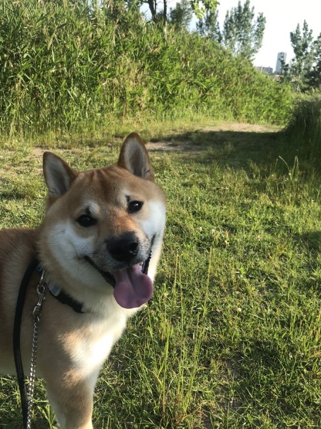 お散歩代行　吹田市　柴犬　きなこくん