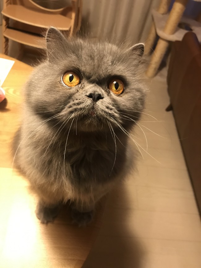 ペットシッター　吹田市　エキゾチックショートヘア　タロウくん