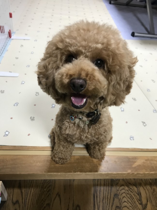 ペットホテル　トイプードル　リアンくん