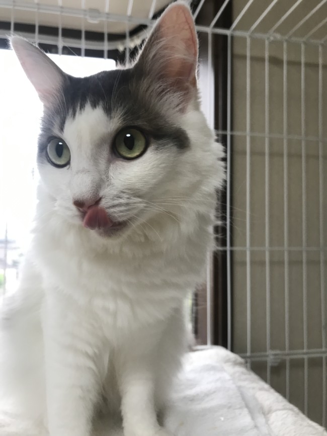 ペットホテル 猫のモモちゃん