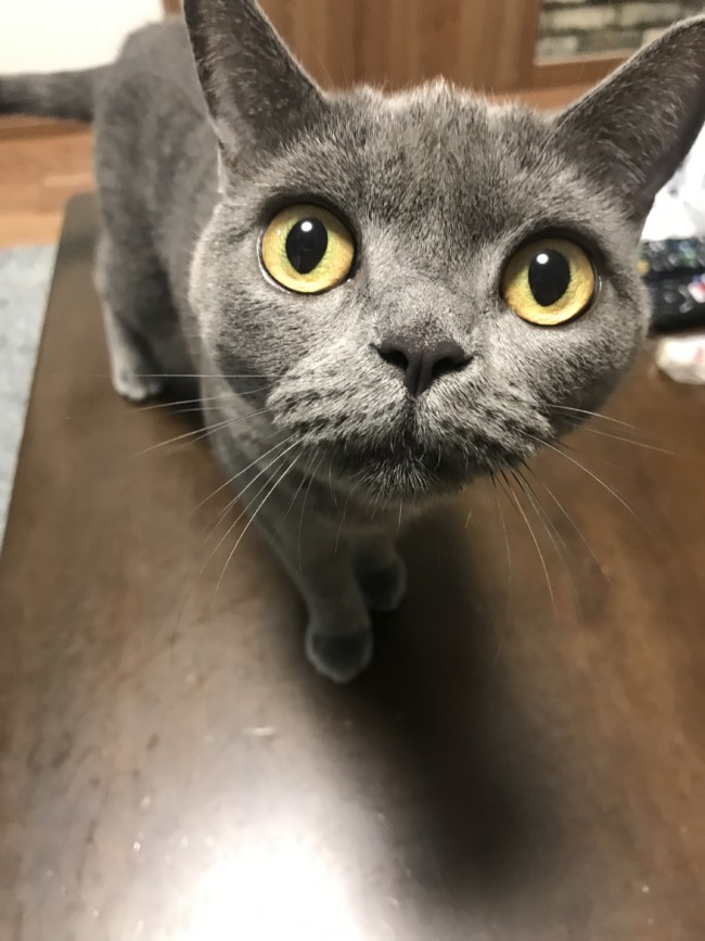 ペットシッター　吹田市　猫ちゃんのももちゃんとたろうくんとオカメインコのシナモンちゃん