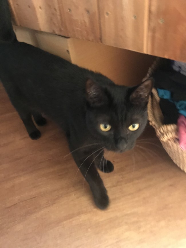 ペットシッター　箕面市　黒猫　おはぎちゃん