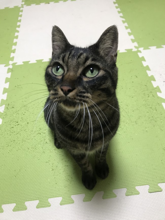 ペットホテル キジ猫 ロンくん