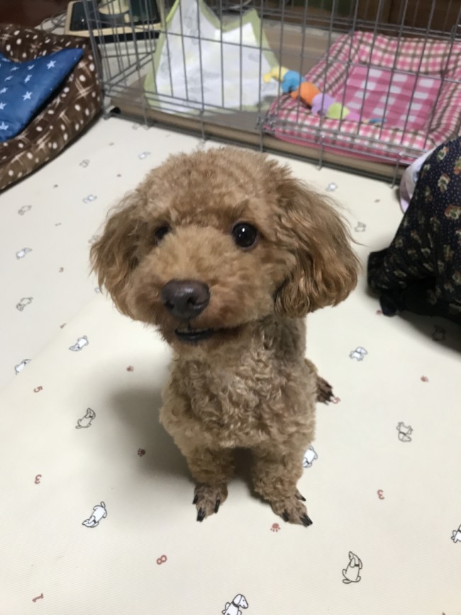 ペットホテル　トイプードル　たろくん
