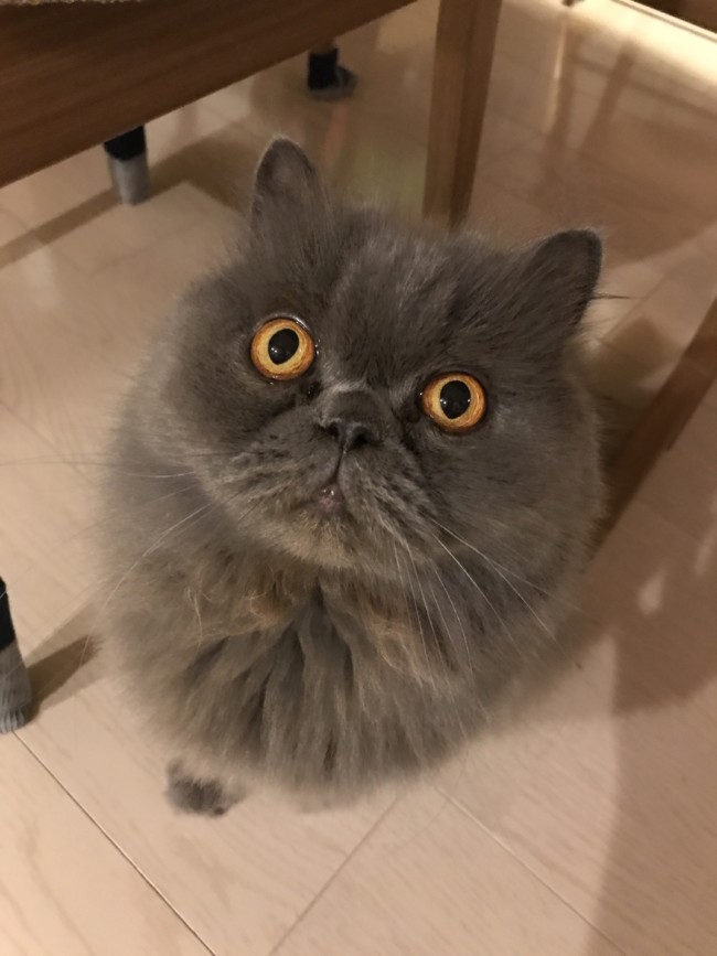 ペットシッター　吹田市　エキゾチックショートヘア　タロウくん