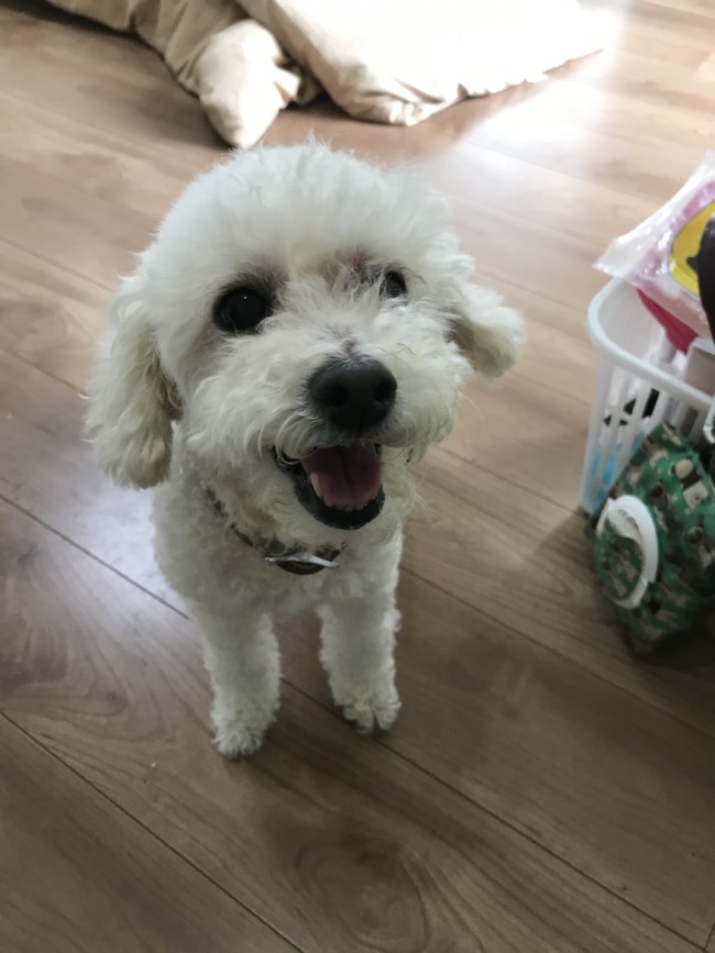 ペットシッター　箕面市　わんことにゃんこちゃんたち6匹