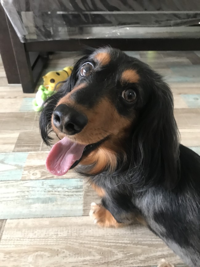 ペットシッター　吹田市　ダックスフントのノコくん