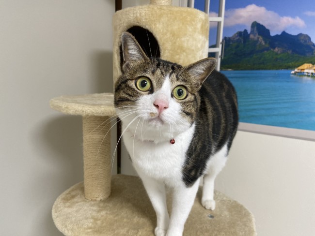 ペットシッター　箕面市　猫のプシュケちゃん