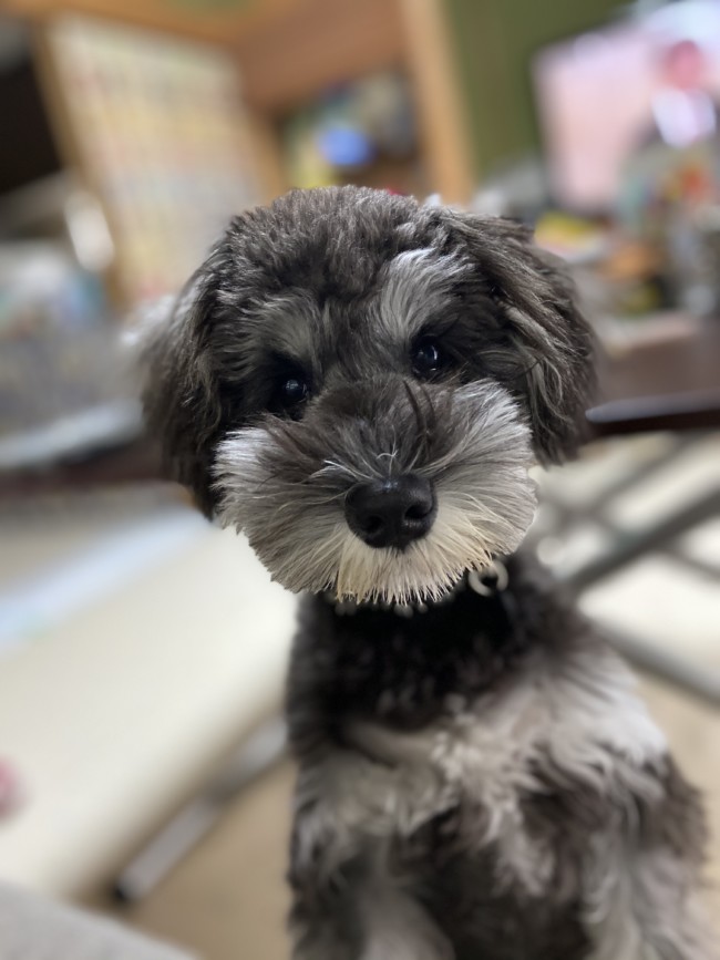 ペットホテル　シュナウザー　よもぎくん