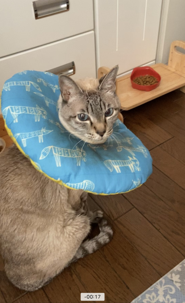 ペットシッター　豊中市　猫の虎太狼くん、オレ子ちゃん、大吉くん、花子ちゃん