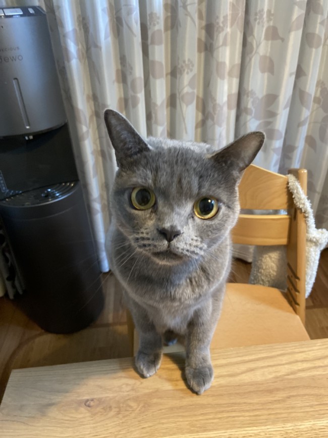 ペットシッター　吹田市　ブリティッシュショートヘアのももちゃんとヒマラヤンのたろうくん