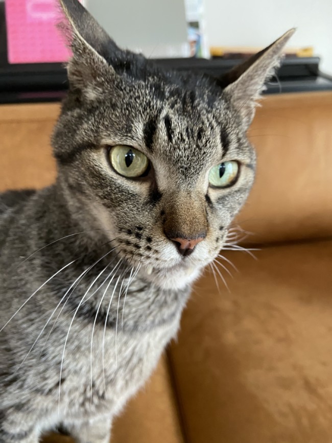 ペットシッター　箕面市　キジ猫　トラくん