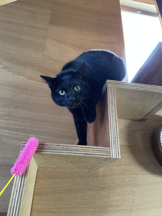 ペットシッター 箕面市 黒猫 おはぎちゃん