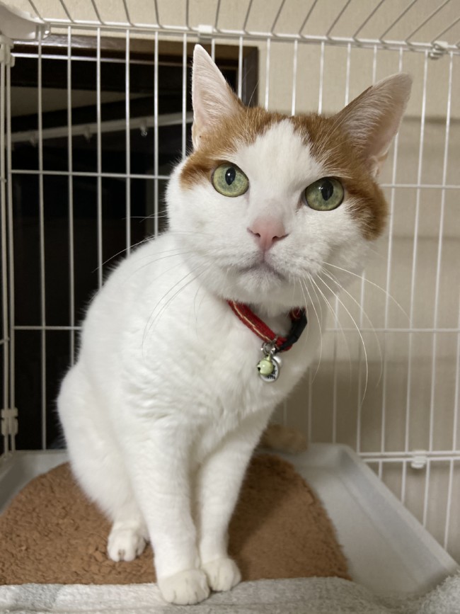ペットホテル　白茶猫　はるくん