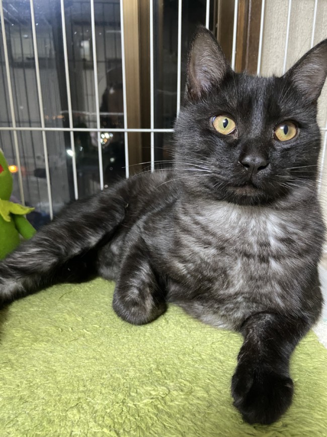 ペットホテル　猫ちゃんのもぐくん