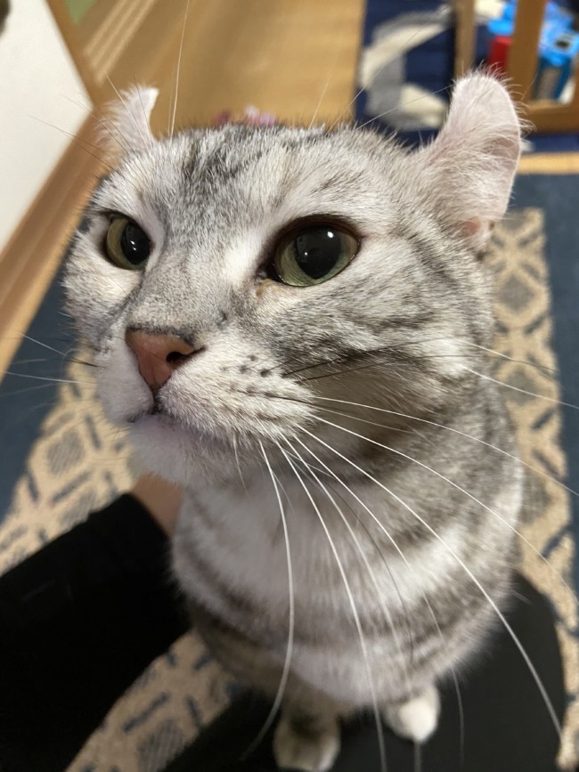 ペットシッター　箕面市　アメリカンカール　ヴィタちゃん