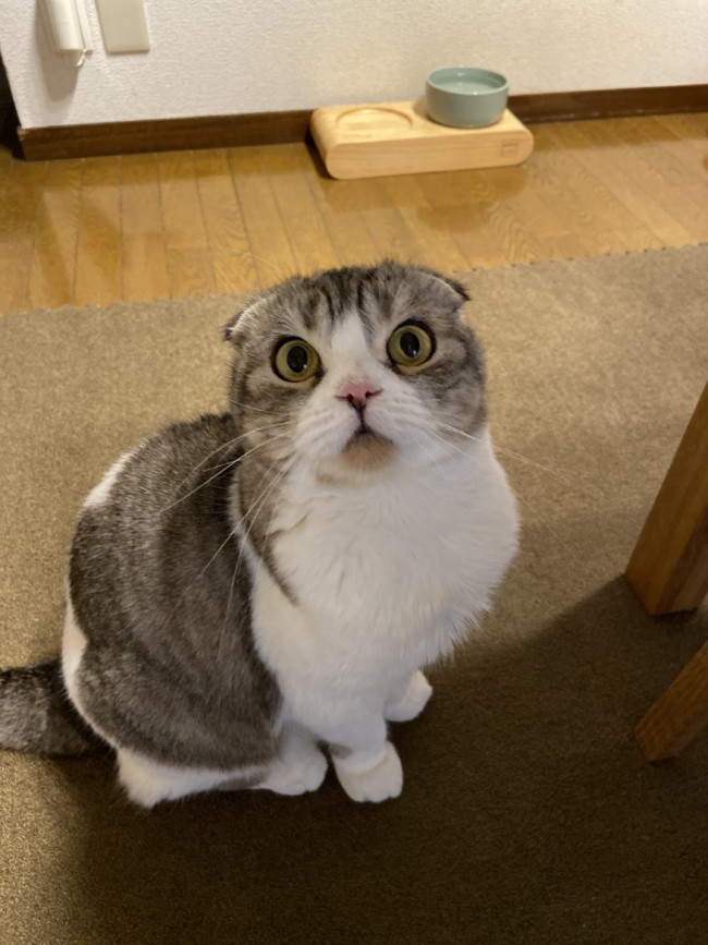 ペットシッター　箕面市　スコティッシュフォールド　りぼんちゃん