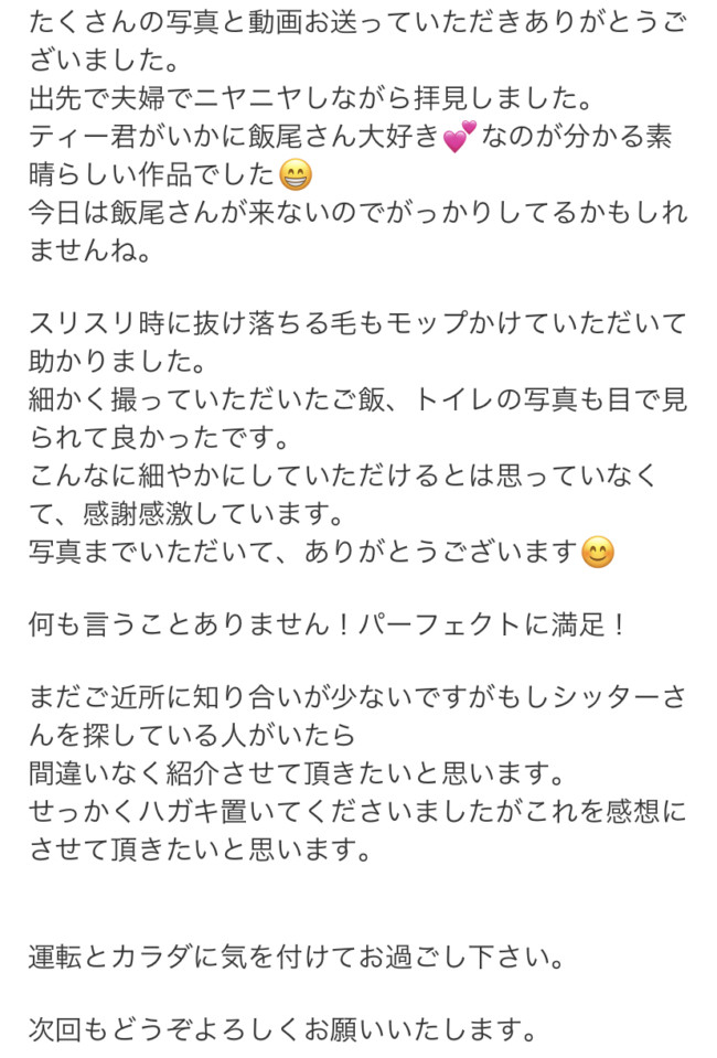 ペットシッター　箕面市　スコティッシュフォールド　ティーディくんのご家族様