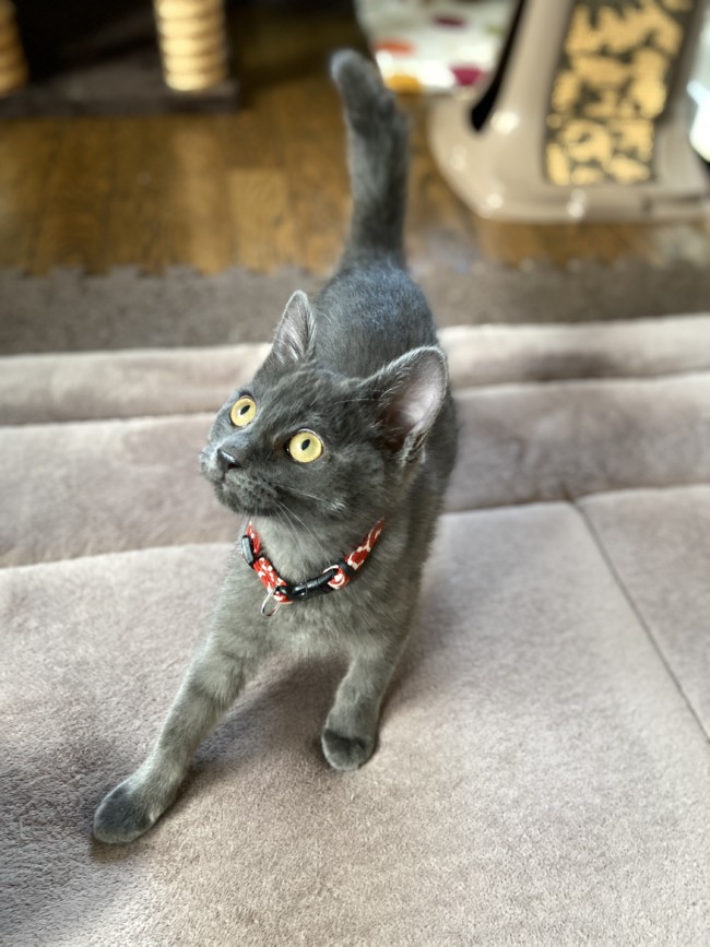 ペットホテル　猫の乙ちゃん