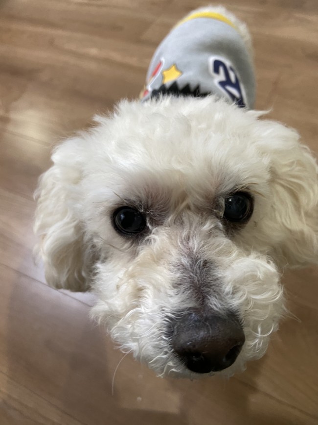 ペットシッター　箕面市　ワンちゃんとネコちゃんたち