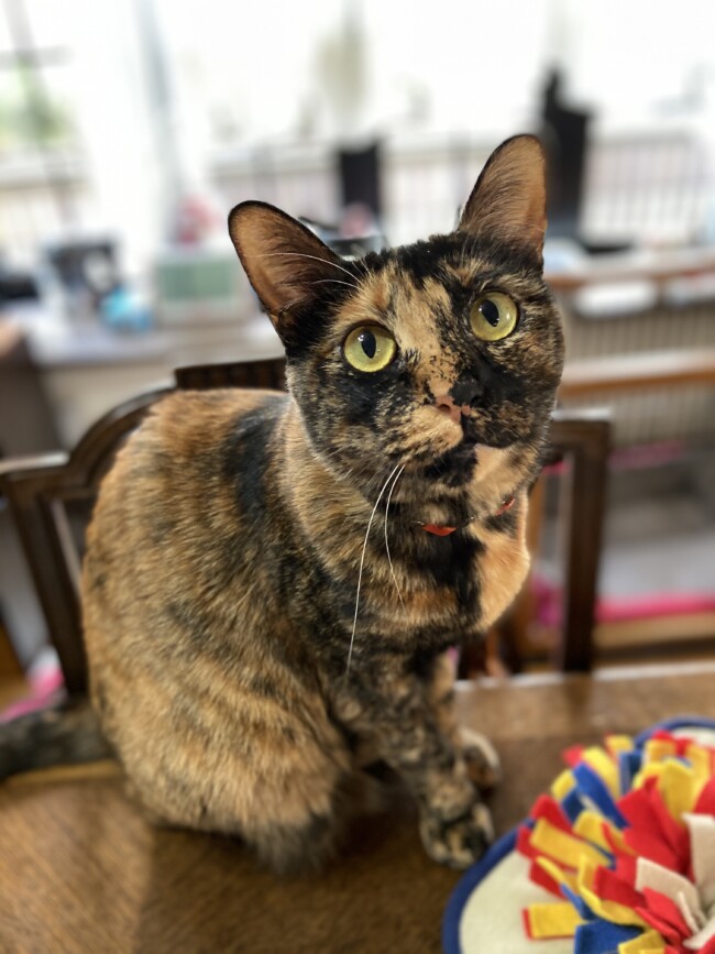 ペットシッター　箕面市　サビ猫　こはるちゃん　