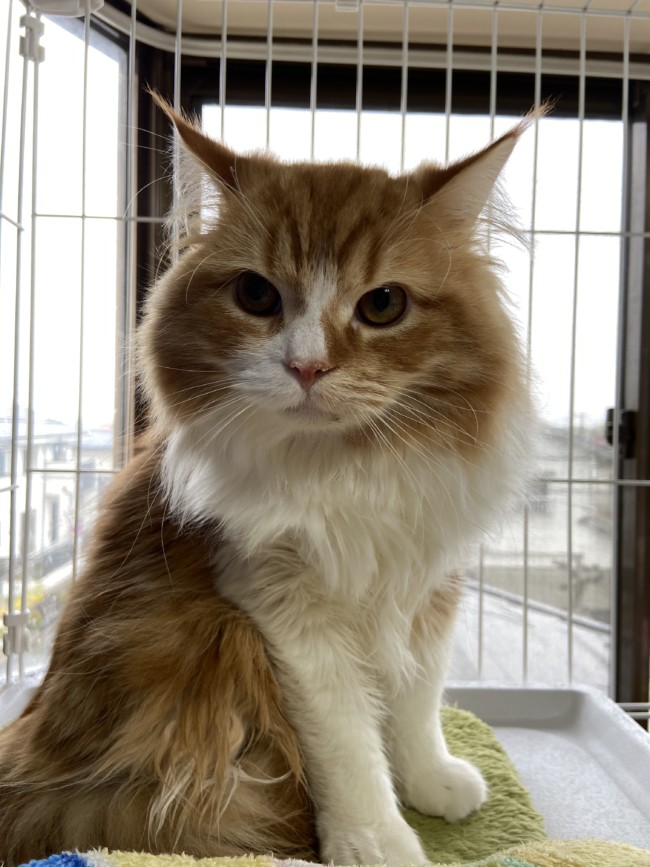 ペットホテル　スコティッシュフォールド　ティナくん