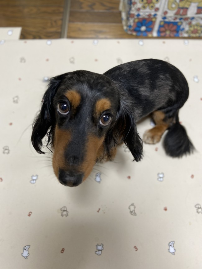 ペットホテル　ダックスフンド　ノコくん