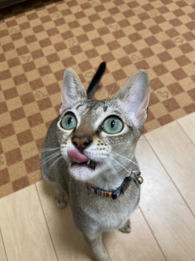 ペットシッター　吹田市　シンガプーラ　レオちゃん